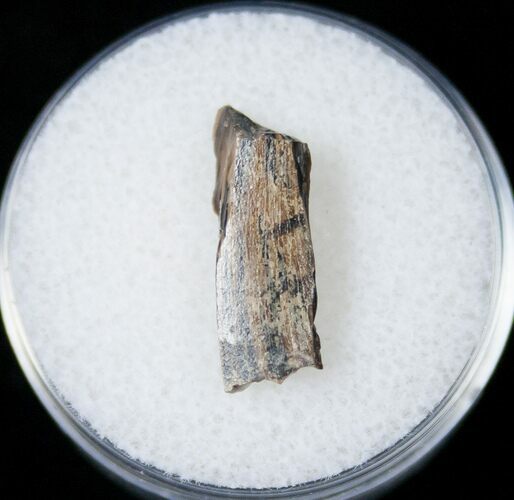 Tyrannosaurid Tooth Fragment - Montana #15197